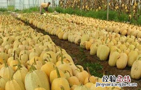 金丝瓜的田间管理技术 金丝瓜的田间管理技术有哪些