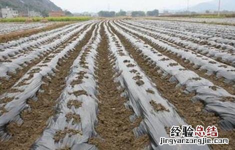 菜地覆膜方法 地膜覆盖灼伤蔬菜怎么办