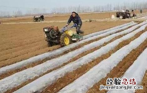 菜地覆膜方法 地膜覆盖灼伤蔬菜怎么办