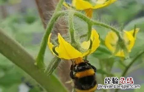 番茄熊蜂授粉的好处 冬季使用熊蜂授粉注意事项