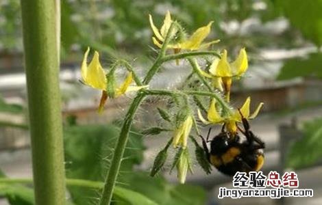 番茄熊蜂授粉的好处 冬季使用熊蜂授粉注意事项