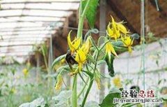番茄熊蜂授粉的好处 冬季使用熊蜂授粉注意事项
