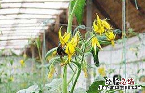 番茄熊蜂授粉的好处 冬季使用熊蜂授粉注意事项