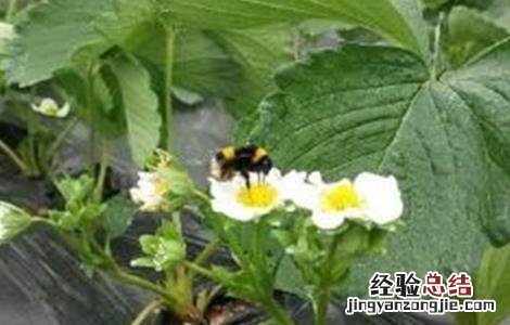 番茄熊蜂授粉的好处 冬季使用熊蜂授粉注意事项