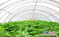反季节蔬菜施肥要点 反季节蔬菜施肥要点