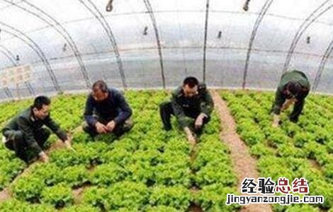反季节蔬菜施肥要点 反季节蔬菜施肥要点