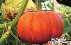 南瓜裂瓜原因及防治方法 南瓜裂瓜原因及防治方法视频