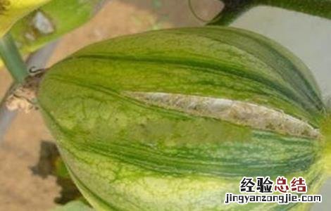 南瓜裂瓜原因及防治方法 南瓜裂瓜原因及防治方法视频