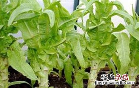 冬季大棚莴笋如何管理 冬季大棚莴笋如何管理视频
