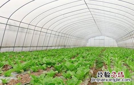 冬季大棚莴笋如何管理 冬季大棚莴笋如何管理视频