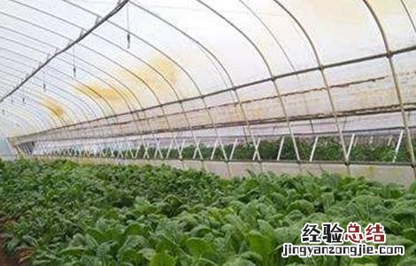 冬季大棚莴笋如何管理 冬季大棚莴笋如何管理视频