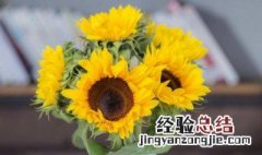向日葵能放在室内吗有毒吗 向日葵能放在室内吗