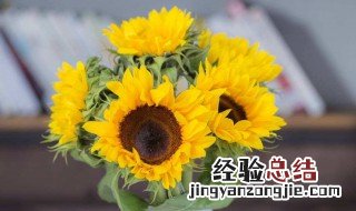 向日葵能放在室内吗有毒吗 向日葵能放在室内吗