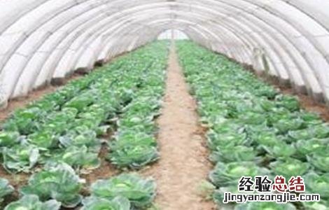 冬季温室蔬菜换茬注意事项 冬季温室蔬菜换茬注意事项视频