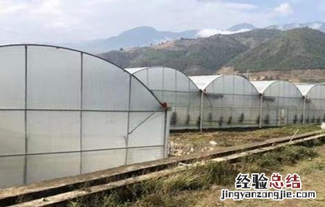 冬季温室蔬菜换茬注意事项 冬季温室蔬菜换茬注意事项视频