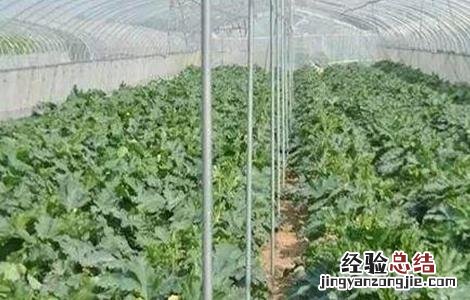冬季温室蔬菜换茬注意事项 冬季温室蔬菜换茬注意事项视频
