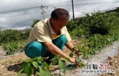 辣椒整枝打杈的作用和方法图片 辣椒整枝打杈的作用和方法