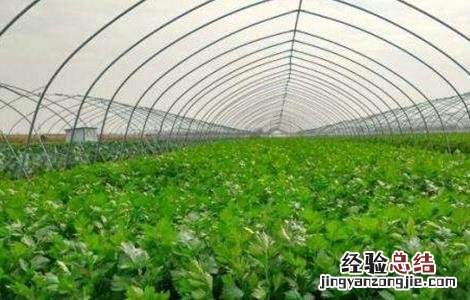 芹菜苗期管理技术视频 芹菜苗期管理技术