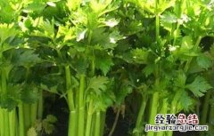 芹菜苗期管理技术视频 芹菜苗期管理技术