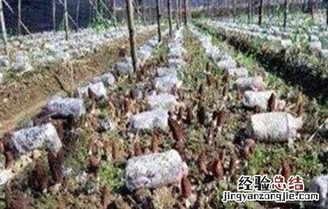 羊肚菌种植关键因素有哪些 羊肚菌种植关键因素