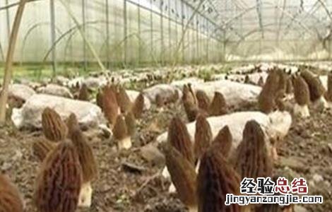 羊肚菌种植关键因素有哪些 羊肚菌种植关键因素
