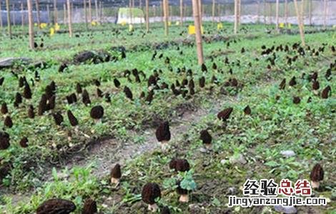 羊肚菌种植关键因素有哪些 羊肚菌种植关键因素
