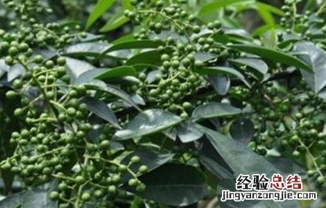 花椒该怎么防治蚜虫呢 花椒该怎么防治蚜虫
