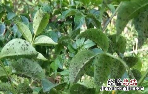 花椒该怎么防治蚜虫呢 花椒该怎么防治蚜虫