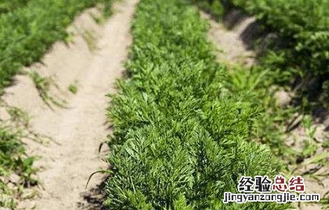 胡萝卜的育苗技术