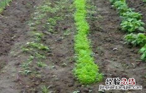 胡萝卜的育苗技术