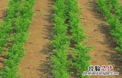 胡萝卜的育苗技术