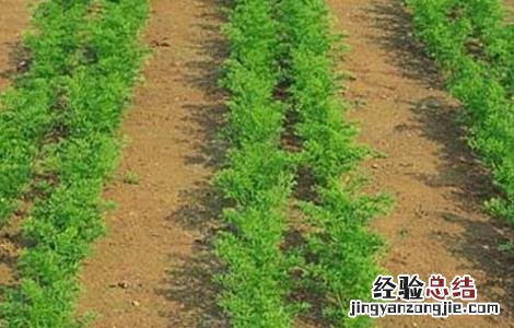 胡萝卜的育苗技术