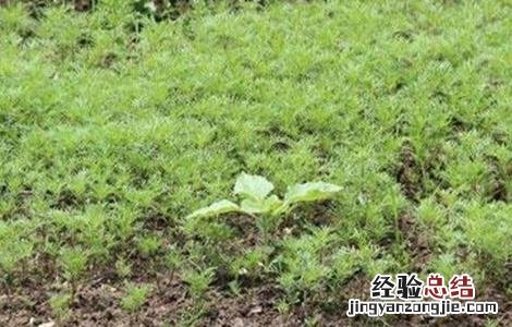 胡萝卜的育苗技术