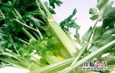 芹菜叶子是粗纤维吗 芹菜叶柄粗纤维增多原因及防止措施