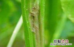 芹菜叶子是粗纤维吗 芹菜叶柄粗纤维增多原因及防止措施