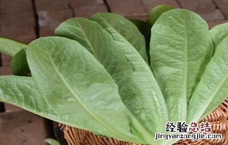 孔雀菜的种植技术 孔雀菜种植技术和种植时间