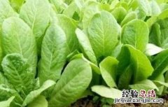 孔雀菜的种植技术 孔雀菜种植技术和种植时间