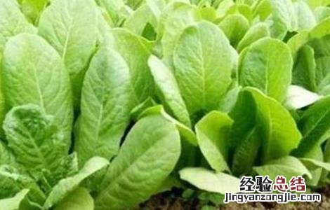 孔雀菜的种植技术 孔雀菜种植技术和种植时间
