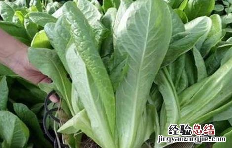 孔雀菜的种植技术 孔雀菜种植技术和种植时间