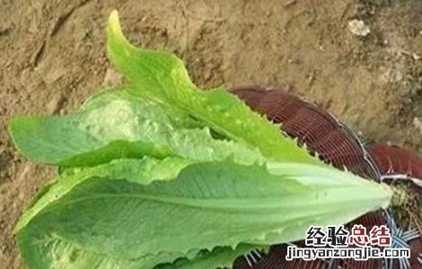 孔雀菜的种植技术 孔雀菜种植技术和种植时间