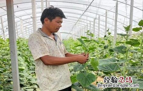 黄瓜落蔓需要注意什么 黄瓜落蔓注意要点