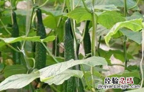 黄瓜落蔓需要注意什么 黄瓜落蔓注意要点