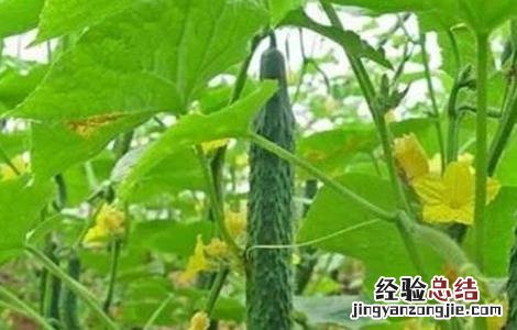 黄瓜落蔓需要注意什么 黄瓜落蔓注意要点