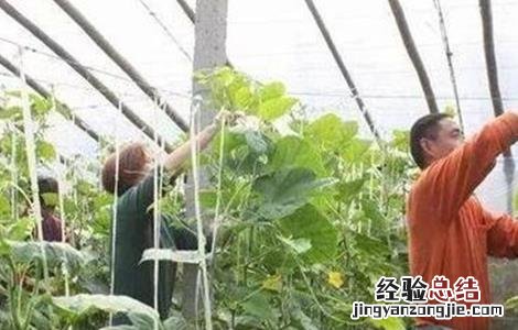 黄瓜的落蔓技术有哪些 黄瓜的落蔓技术
