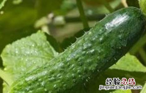 黄瓜的落蔓技术有哪些 黄瓜的落蔓技术