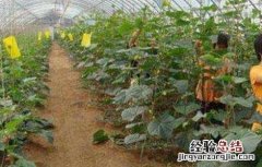 黄瓜的落蔓技术有哪些 黄瓜的落蔓技术