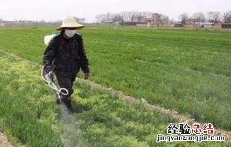 小麦冬前除草注意事项有哪些 小麦冬前除草注意事项