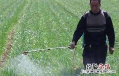 小麦冬前除草注意事项有哪些 小麦冬前除草注意事项