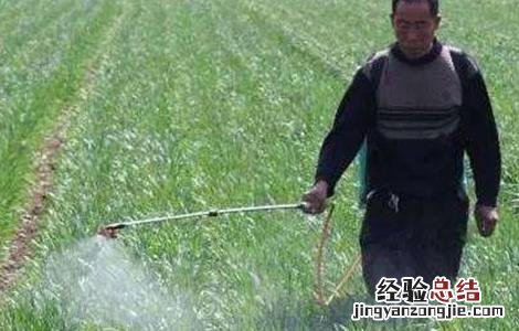 小麦冬前除草注意事项有哪些 小麦冬前除草注意事项