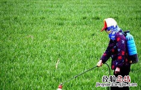 小麦冬前除草注意事项有哪些 小麦冬前除草注意事项